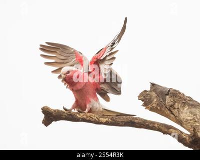 Der Galah-Kakadu, Eolophus roseicapilla, auch bekannt als der rosarote Kakadu, rosa und grauer Vogel, der auf einem toten Baum auf einem isolierten weißen Hintergrund landet. Stockfoto