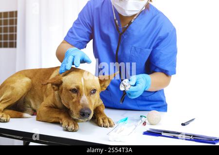 Hund auf dem Untersuchungstisch der Tierarztklinik. Tierärztliche Versorgung. Tierarzt und Hund Stockfoto