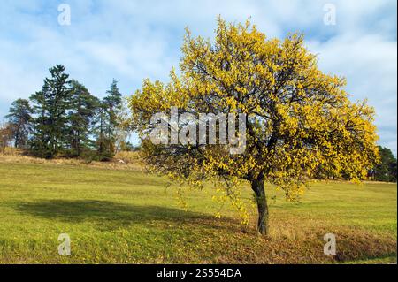 Pflaumenbaum, lateinisch prunus, Herbstblick eines gelben oder goldfarbenen Baumes Stockfoto