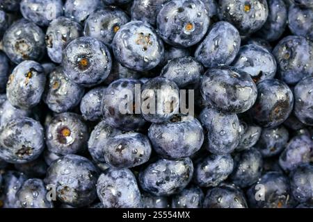 Frisch gewaschene Heidelbeeren Nahaufnahme: Nahaufnahme feuchter Heidelbeeren mit Wassertropfen aus dem Spülen Stockfoto