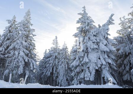 Nadelbäume mit Raureif und Schnee am Auersberg, Eibenstock, Erzgebirge, Sachsen, Deutschland, Europa Stockfoto