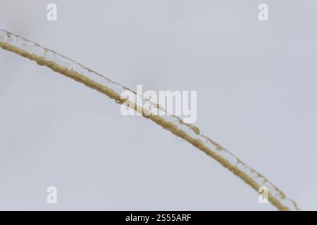 Nahaufnahme eines Grashalms, der von eisigem Regen bedeckt ist Stockfoto