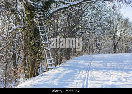 Kleiner Weg am Rande eines Feldes, eine gebrochene Holzleiter auf einem Baum, Wintermorgen in Scharfenberg, Klipphausen, Sachsen, Deutschland, Europa Stockfoto