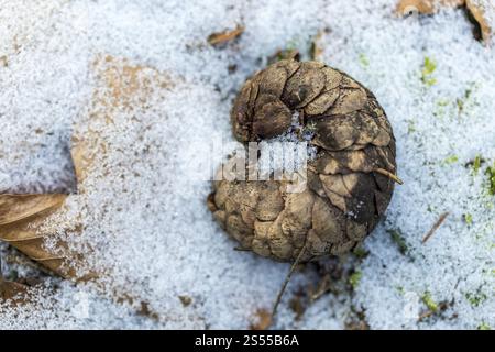 Ein alter Kiefernzapfen auf dem Waldboden, leicht mit Schnee bedeckt Stockfoto
