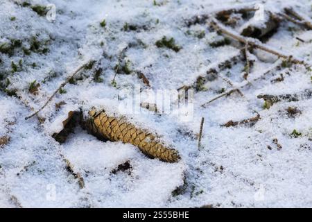 Leicht verschneite Eiszapfen auf dem Waldboden in Zellwald bei Nossen, Sachsen, Deutschland, Europa Stockfoto