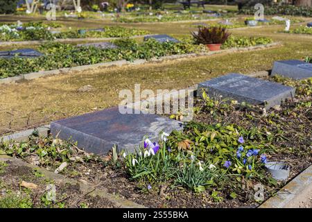 Schneeglöckchen (galanthus) und blaue Sterne (scilla) blühen auf Gräbern, Friedhof Alleestraße, Riesa, Sachsen, Deutschland, Europa Stockfoto