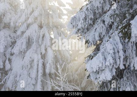 Dicker Raureif auf den Tannenzweigen im verschneiten Wald am Auersberg, Eibenstock, Erzgebirge, Sachsen, Deutschland, Europa Stockfoto