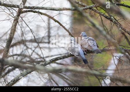 2 Holztauben (Columba palumbus) sitzen auf einem Baum, Paar, Coswig, Sachsen, Deutschland, Europa Stockfoto