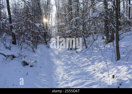 Sonnenschein im Winterwald, Erzgebirge, Sachsen, Deutschland, Europa Stockfoto