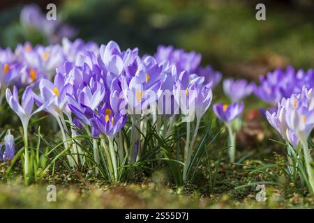 Krokusse (Krokus) in Blüte Stockfoto