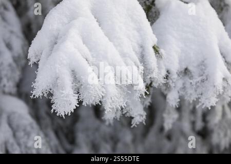 Die Kristalle des Raureifs sehen aus wie Spitze auf den schneebedeckten Tannenzweigen, Winterlandschaft auf dem Auersberg, Eibenstock, Erzgebirge, Sachsen, Deutschland Stockfoto
