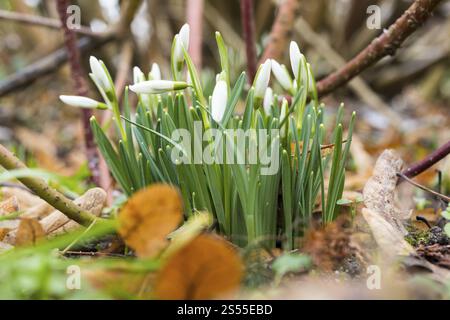 Schneeglöckchen (Galanthus) als erste Vorboten des Frühlings, Sachsen, Deutschland, Europa Stockfoto