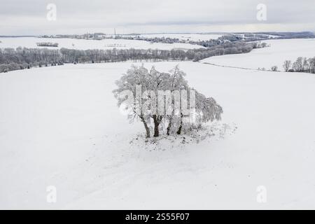 Luftaufnahme einer schneebedeckten Baumgruppe, im Hintergrund Bobritzschtal, Falkenberg und Halsbruecke, Sachsen, Deutschland, Europa Stockfoto