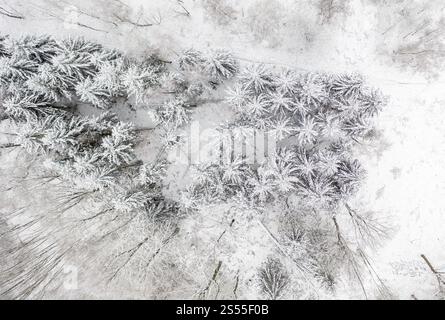 Vertikale Luftaufnahme eines Waldes mit schneebedeckten Nadelbäumen, Mittelsachsen, Deutschland, Europa Stockfoto