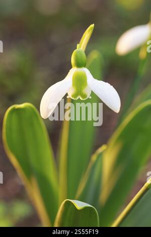 Schneeglöckchen (Galanthus) in Blüte, Sachsen, Deutschland, Europa Stockfoto