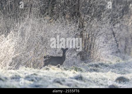 Rehe (Capreolus capreolus), Emsland, Niedersachsen, Deutschland, Europa Stockfoto