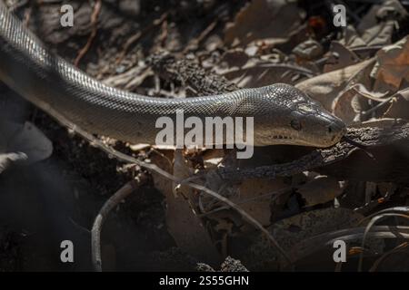 Olivpython (Liasis olivaceus), auch bekannt als olivfarbene Python, Ubirr, Northern Territory, Australien, Ozeanien Stockfoto