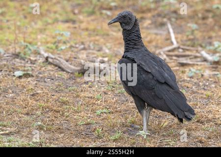 Rabengeier (Coragyps atratus), Pantanal, Binnenland, Feuchtgebiet, UNESCO Biosphärenreservat, Weltkulturerbe, Feuchtbiotope, Mato Grosso, Brasilien, Sout Stockfoto