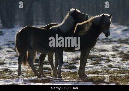 Haflinger auf der Weide im Winter, Bayern Stockfoto
