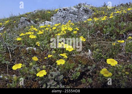 Frühlings-Cinquefoil, Potentilla Verna, Frühlings-Cinquefoil Stockfoto