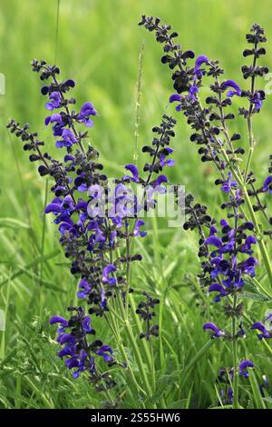 Wiesen-Salbei, Salvia pratensis Stockfoto