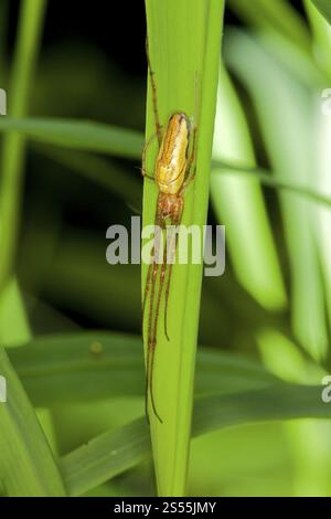 Langhülse, Tetragnatha extensa, Gemeinsame Stretchspinne Stockfoto