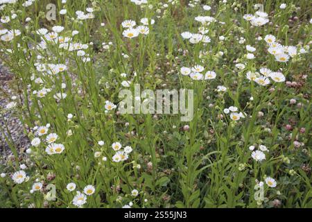 Erigeron annuus, Erigeron annuus Stockfoto