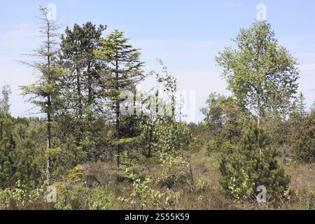 Moorkiefer (Pinus rotundata) und Moorbirke (Betula pubescens) in einem Hochmoor (Harprechtser Moos) im Allgäu Stockfoto