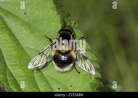 Volucella Bombylans, Hummel hoverfly, schwebefliege Stockfoto
