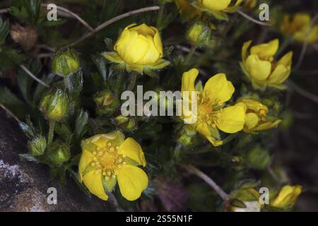 Frühlings-Cinquefoil, Potentilla Verna, Frühlings-Cinquefoil Stockfoto