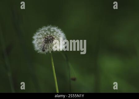 Loewenzahn-Samenkopf, Taraxacum officinale Stockfoto