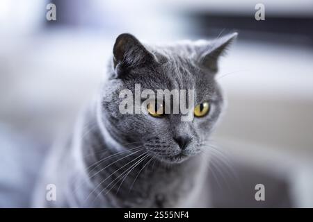 Graue Katze, Kartäuserkatze, Nahaufnahme mit ernstem Ausdruck und gelben Augen, Köln, Nordrhein-Westfalen, Deutschland, Europa Stockfoto