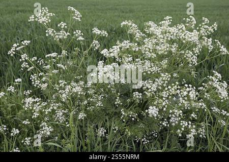 Anthriscus sylvestris, Wiesenkerbel, Kuh Petersilie Stockfoto