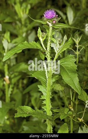 Carduus personata, Kletterdistel Stockfoto