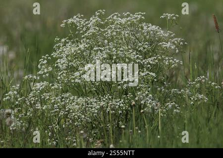 Anthriscus sylvestris, Wiesenkerbel, Kuh Petersilie Stockfoto