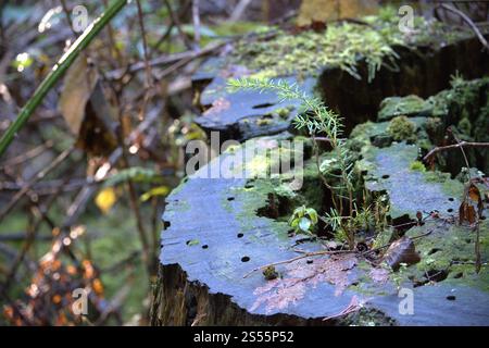 Junger Schimmelbaum, der aus einem westlichen Rotzedarenstumpf sprießt. Stockfoto