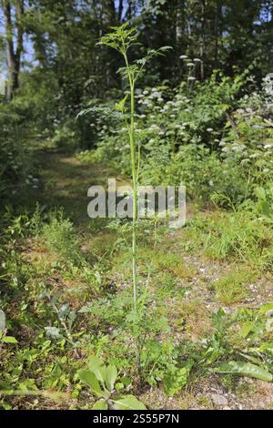 Aethusa cynapium, HundePetersilie, Narren Petersilie Stockfoto