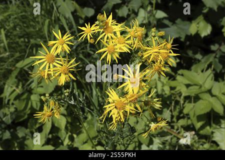 St. James' Ragkraut, Senecio jacobaea, Gemeines Ragkraut Stockfoto