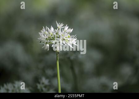 Wilder Knoblauch, Ramsons, Buckrams, Allium ursinum, wilder Knoblauch Stockfoto