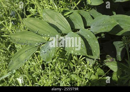 Die Lotuswirkung auf das Blatt der Salomonschen Dichtung, Polygonatum odoratum Stockfoto