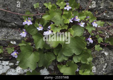 efeublättrige toadflax, Cymbalaria muralis, Cymbalaria muralis Stockfoto