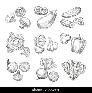 Handgezogenes Gemüse. Gartenblumenkohl, Pfeffer und Auberginen, Champignons. Frische vegane Produkte. Isoliertes Set des Gemüsevektors skizzieren. Illustration von Champignon und Gurke, Kohl und Pilz. Handgezogenes Gemüse. Gartenblumenkohl, Pfeffer und Auberginen, Champignons. Frische vegane Produkte. Isoliertes Set des Gemüsevektors skizzieren Stock Vektor