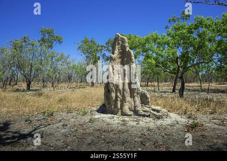 Termitenhügel an der Jim Jim Road, Kakadu National Park, Northern Territory, Australien, Ozeanien Stockfoto