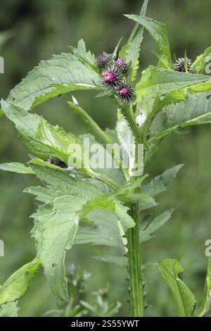 Kletterdistel, Carduus personata Stockfoto
