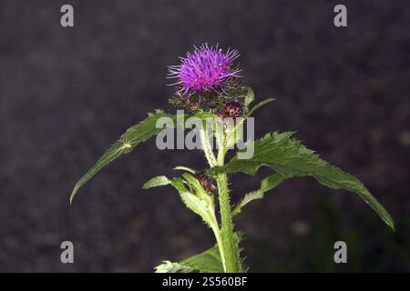Kletterdistel, Carduus personata, große Sumpfdistel Stockfoto