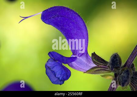 Salvia pratensis, Wiesensalbei, Wiesenblume Stockfoto