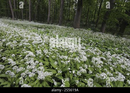 Wilder Knoblauch, Ramsons, Buckrams, Allium ursinum, wilder Knoblauch Stockfoto