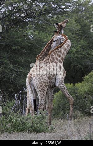 Giraffe, Paarung, Paarung Stockfoto