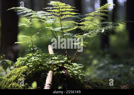 Stachelfarn, Dryopteris carthusiana (Dilatata), breiter Buckler Farn Stockfoto