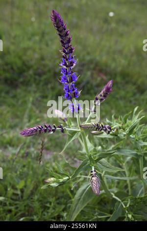 Salvia nemorosa, Waldsalbei, Steppensalbei Stockfoto